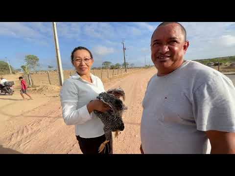Feira das Galinhas em Senador Rui palmeira - AL 27 - 01 - 2026 - #nordeste