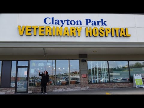 Clayton Park Veterinary Hospital - Tour with Dr. Samm!
