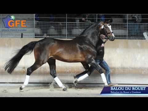 BALOU DU ROUET*GFE  2017