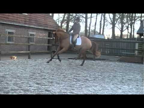 Remi, nach 3 Wochen unterm Sattel.