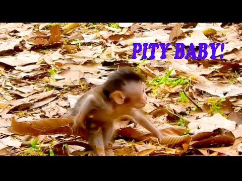 Dee Dee Kidnapping Baby Maddix Left, Baby Very Scare Running Fast |#Monkey Nightmare