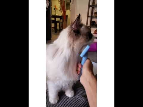 Crystal the Pet Nanny. LLC video.