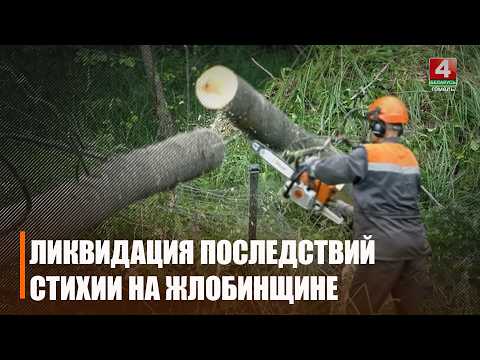«Приехали по первому требованию, работали до ночи, разбирали, помогали людям». В Жлобинском районе продолжается расчистка буреломов