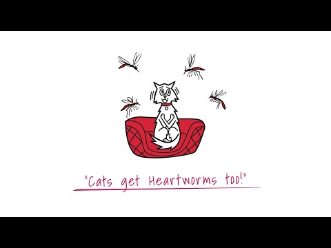 Indoor Cats Still Need Heartworm Preventatives