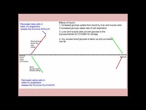 Digestion BLOOD SUGAR REGULATION
