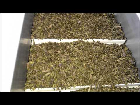 Herbs processing line