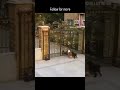 Dog Funny Memes Foryou Tricks Doglover Lol Share Pets Doglover Tiktok Laugh House