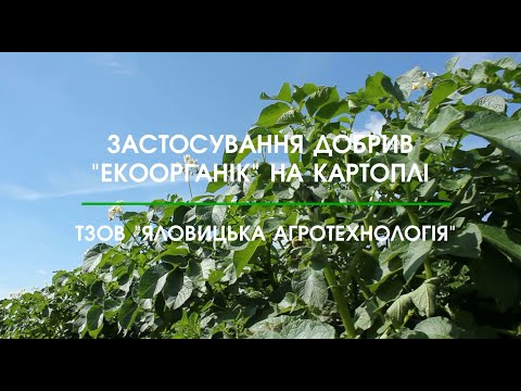 Application of ECOORGANIC fertilizers on potatoes