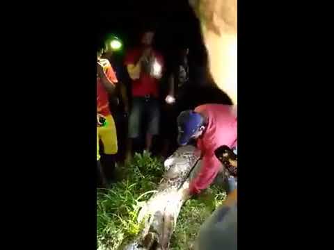 В Индонезии питон съел взрослого человека целиком (видео 18+)