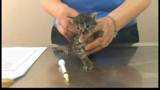 Kitten Care : De-Worming Kittens