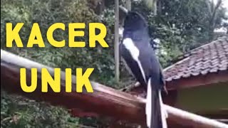 Download lagu Kumpulan Kacer gacor diluar sangkar anti bagong mp3 Download lagu Kumpulan Kacer gacor diluar sangkar anti bagong mp3