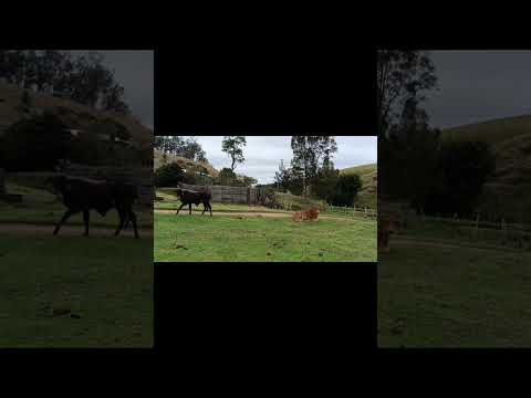 Minas Gerais #minasgerais #buenobrandao