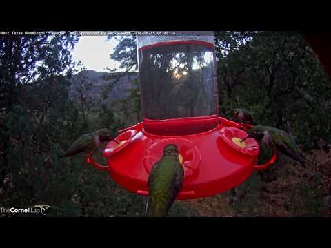 Male Broad-tailed Hummingbirds Forage With A Flash – June 15, 2018