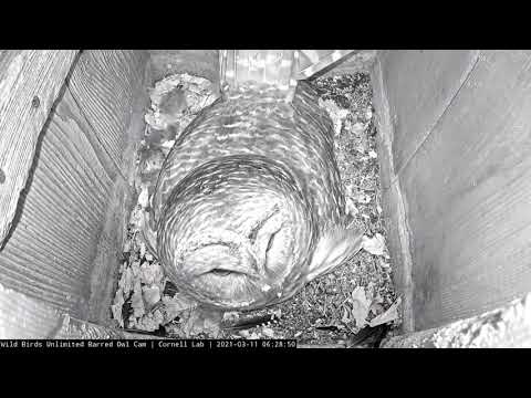 Second Egg Laid Overnight! | WBU Barred Owl Cam – March 11, 2021