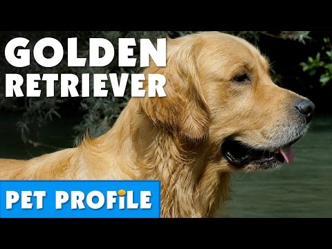 Golden Retriever Pet Profile | Bondi Vet