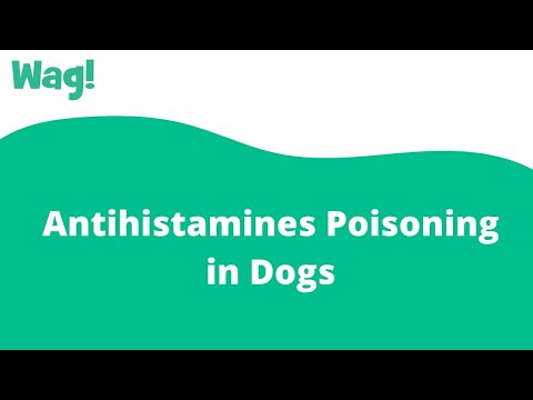 Antihistamines Poisoning in Dogs | Wag!