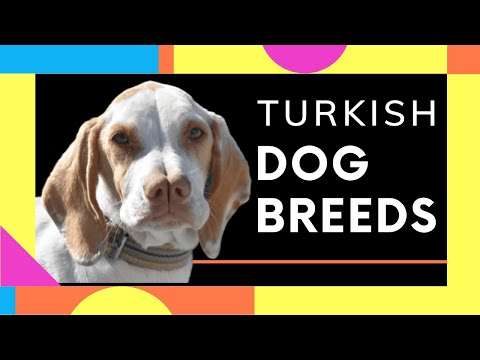 image-What kind of dogs come from Turkey?