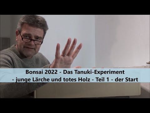 Bonsai 2022-2 - Das Tanuki-Experiment - junge Lärche und totes Holz - Teil 1 - der Start