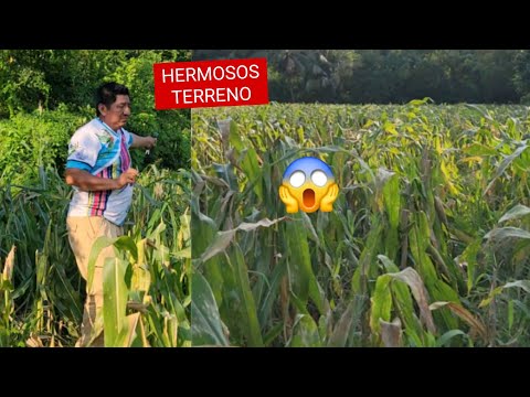 BONITO TERRENO En Aldea La Sabana Cerca/Centro Dos Y De Nueva CONCEPCIÓN ESCUINTLA😱😱