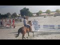 Ruin Selle Français Te koop 2018 Donker bruin / bai , HURLEVENT DE BREKA