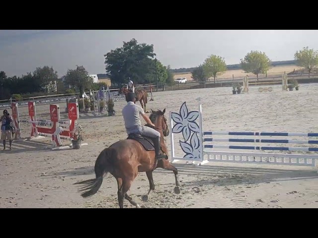 Cheval CSO 8 ans