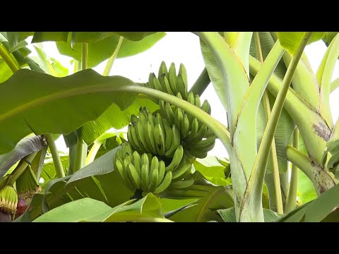 Plantação de bananas em Barro Duro se torna destaque na região 15 04 2023