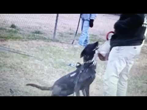 MALINOIS & DUTCH SHEPHERD KHATRON KE KHILADI 12 DANGEROUS DOG BARK HOLD ATTACK