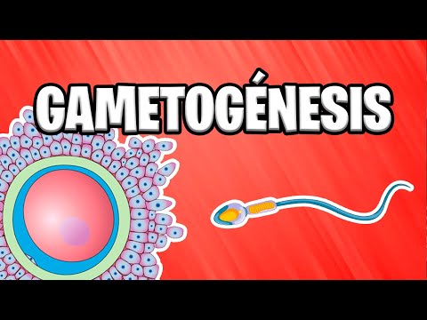 ✅ WHAT IS GAMETOGENESIS? | EMBRYOLOGY [2023] 📚