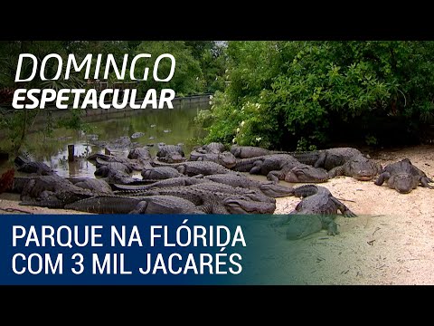 Conheça o parque na Flórida onde vivem 3 mil jacarés e crocodilos