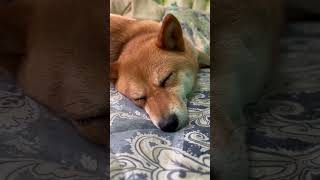 なかなか今日が始まらない豆柴 #shibainu #犬のいる暮らし #cute #柴犬 #鬼滅主題歌