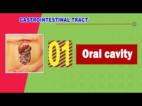 𝟎𝟏. 𝐎𝐫𝐚𝐥 𝐜𝐚𝐯𝐢𝐭𝐲 (𝐬𝐮𝐛𝐝𝐢𝐯𝐢𝐬𝐢𝐨𝐧𝐬, 𝐦𝐮𝐬𝐜𝐥𝐞𝐬 𝐨𝐟 𝐭𝐡𝐞 𝐦𝐨𝐮𝐭𝐡, 𝐭𝐨𝐧𝐠𝐮𝐞, 𝐚𝐧𝐝 𝐩𝐚𝐥𝐚𝐭𝐞) 🤜👄👅🤛 (تجويف الفم)