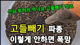 산삼 안부럽다! 혈액순환 당뇨 고혈압에 특효! 고들빼기 파종해서 평생 먹기! #고들빼기파종 #고들빼기효능 #…