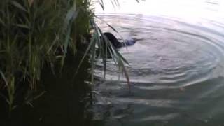 More fishing line and hook found in Prospect Park lake