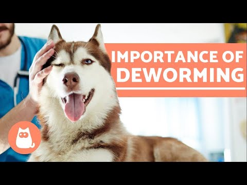 Maggots in Dogs - Canine Myiasis Causes and Treatment