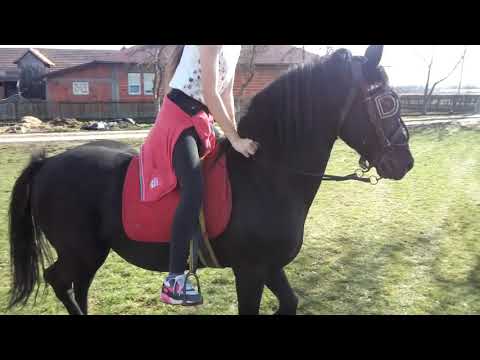 SOKO & Milica S. RAMBO & Darija M.