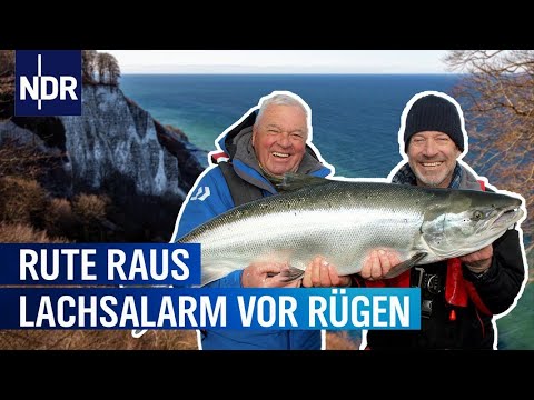 Lachsalarm vor Rügen | Rute raus, der Spaß beginnt! | NDR