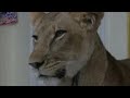 Egyptian Trainer Brings Lion Circus Show Home