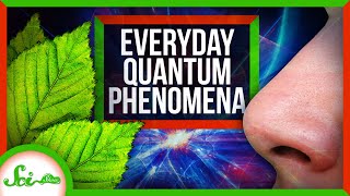Our Quantum World: How Quantum Phenomena Show Up Every Day