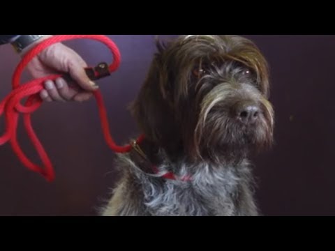 Wirehaired Pointing Griffon