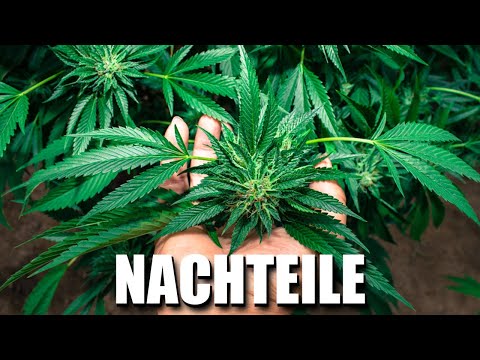 Die Nachteile von Homegrown 🥦