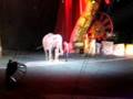 Baby Elephant Dancing