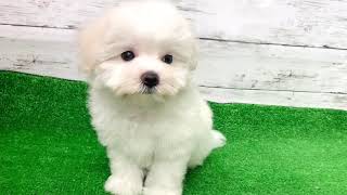 ハーフ犬の動画02