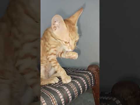 golden cat #viral #love #cat #catvideos
