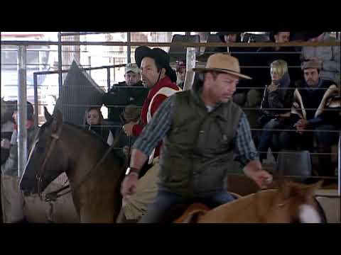 Classificatória de Campo Grande - 5º lugar fêmeas - Zafira do Infinito (Mangueira II)