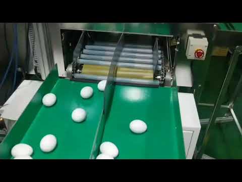 Automated Egg Quality Control Using AI | SolVision