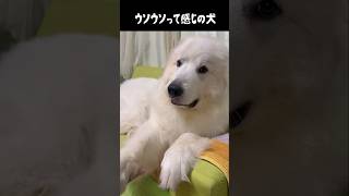ウソだよウソって感じの愛犬 #グレートピレニーズ #大型犬 #愛犬 #かわいい犬 #greatpyrenees