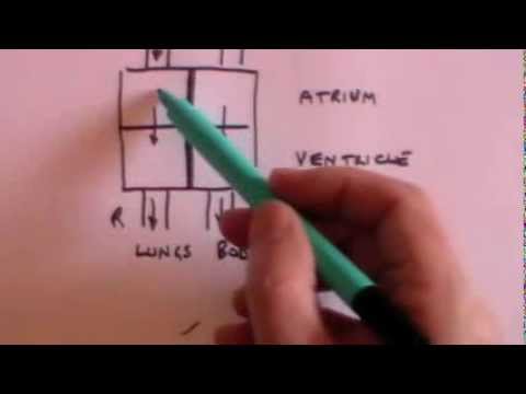 Heart, ECG and pulse oximetry: GCSE revision