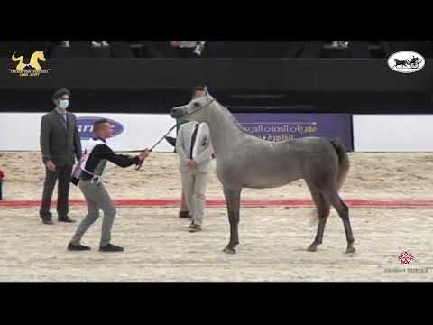 N 67 SOUHAYLA EL FARIDA   The Egyptian Event Cairo 2021   Fillies 3 Years Old Class 5
