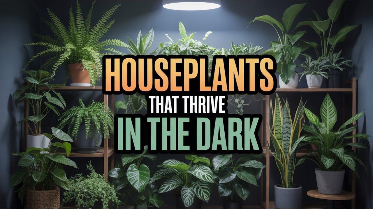 🌿 13 Houseplants That THRIVE in Dark Rooms, Shade, and Low Light 🌿