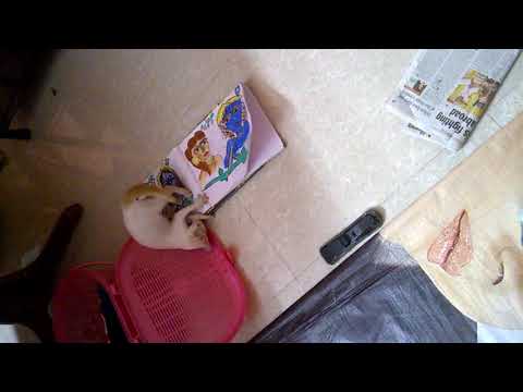 The wild side of domestic cat...